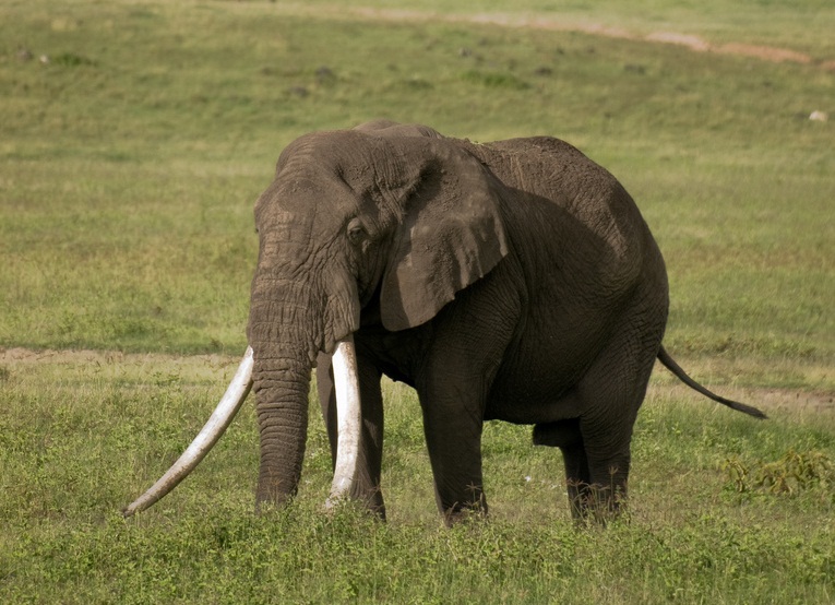 Elephants Dying in Large Numbers as Ivory Fuels Wars and Profits