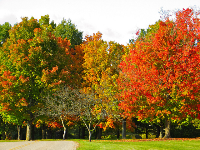 Michigan Horticulturists Predict Early Change of Fall Colors | OutdoorHub