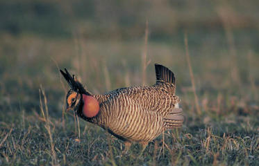 Kansas' Lesser Prairie Chicken Population Surveyed Range-Wide | OutdoorHub