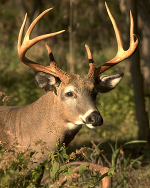 Wisconsin Deer Hunters Can Help Manage Wildlife by Participating in ...