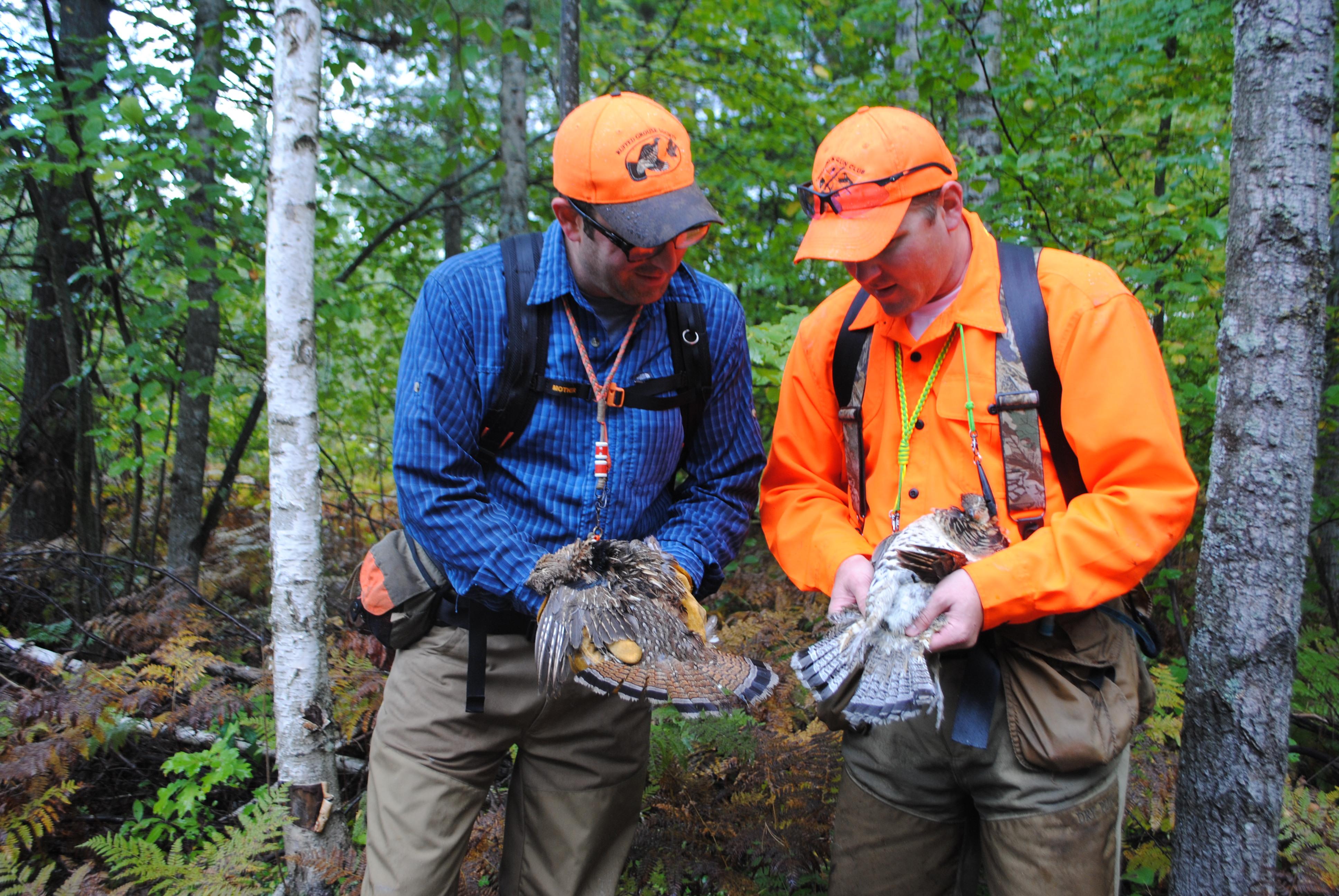 The Makings of Another Excellent Michigan Grouse Hunting Season