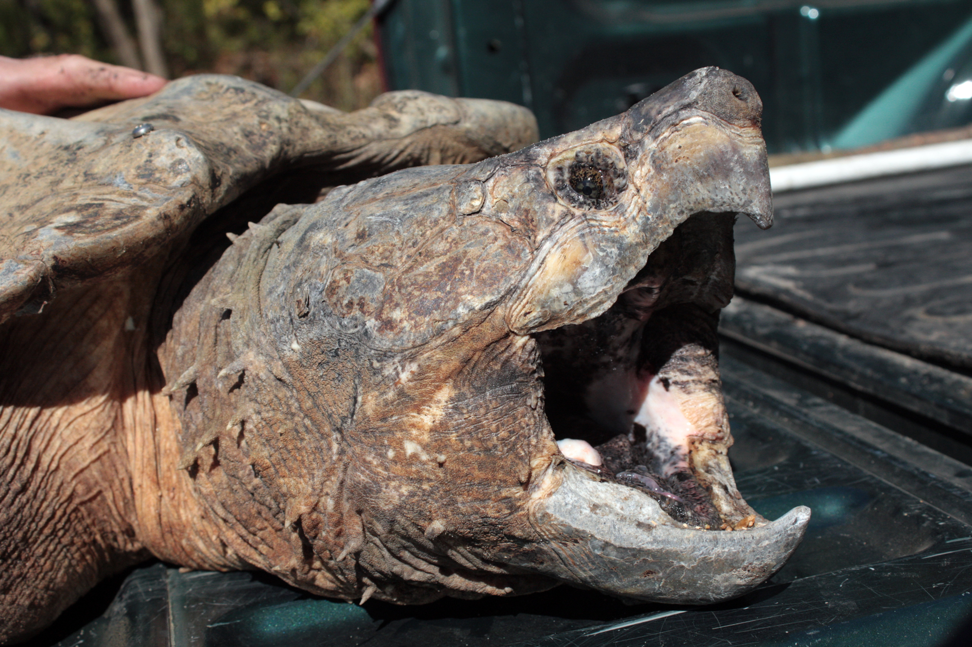 Alligator snapping turtle кто это