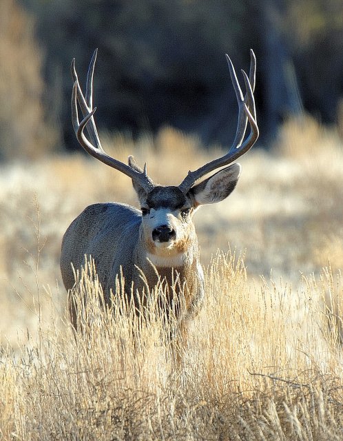 Get a Closer Look at Mule Deer in Utah | OutdoorHub