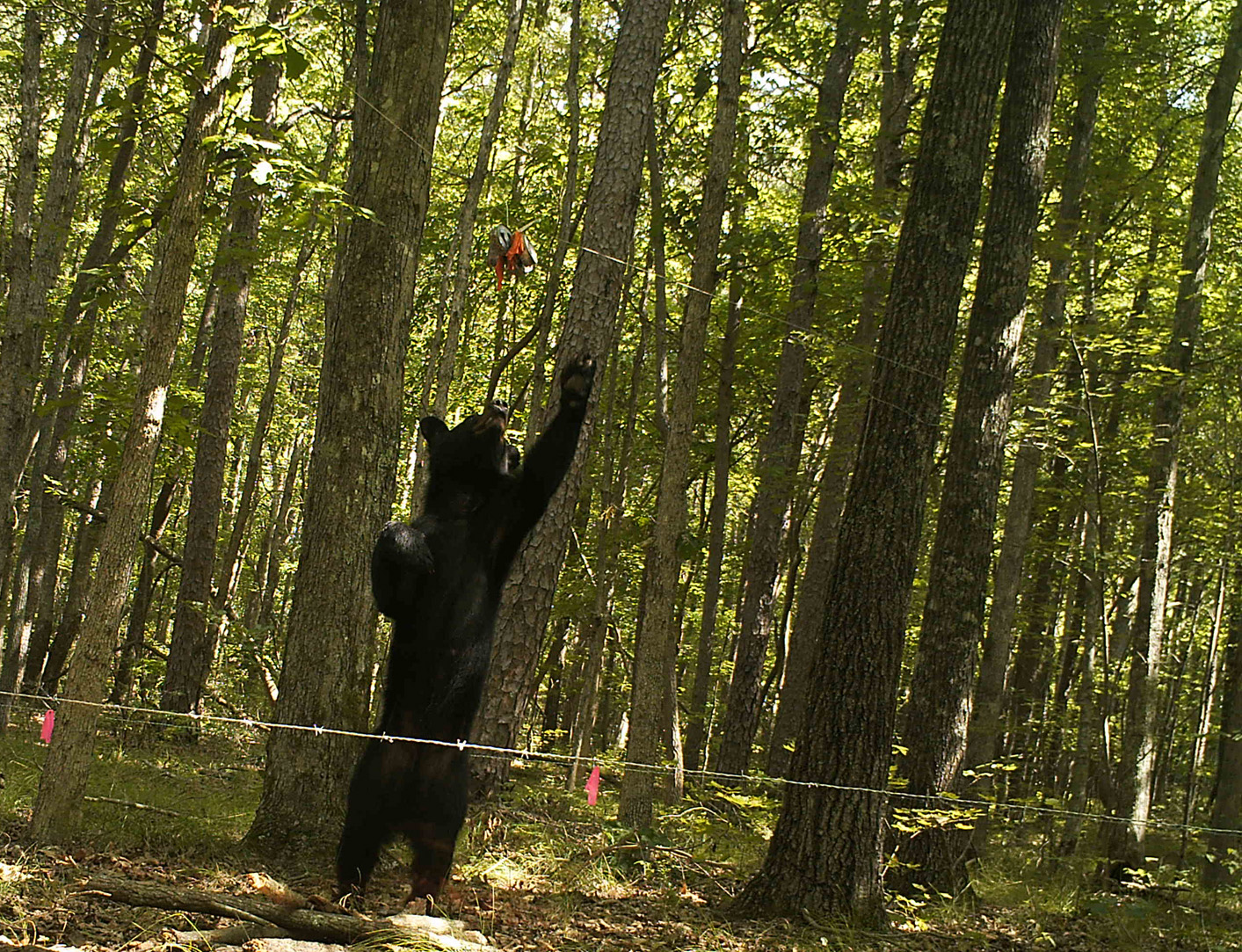 Are There Bears In Alabama / Bear Creek Waterfront in Franklin County, Alabama (8 ... / However, where brown bears and polar bears cross, brown bears tend to dominate.