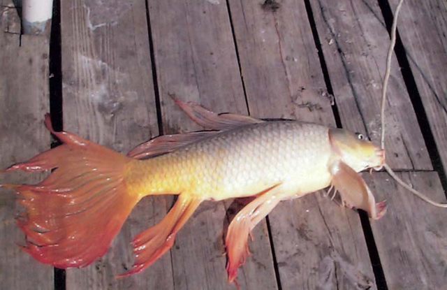 Texas Certifies Seven Pound State Record Goldfish Update Catch Misidentified Outdoorhub