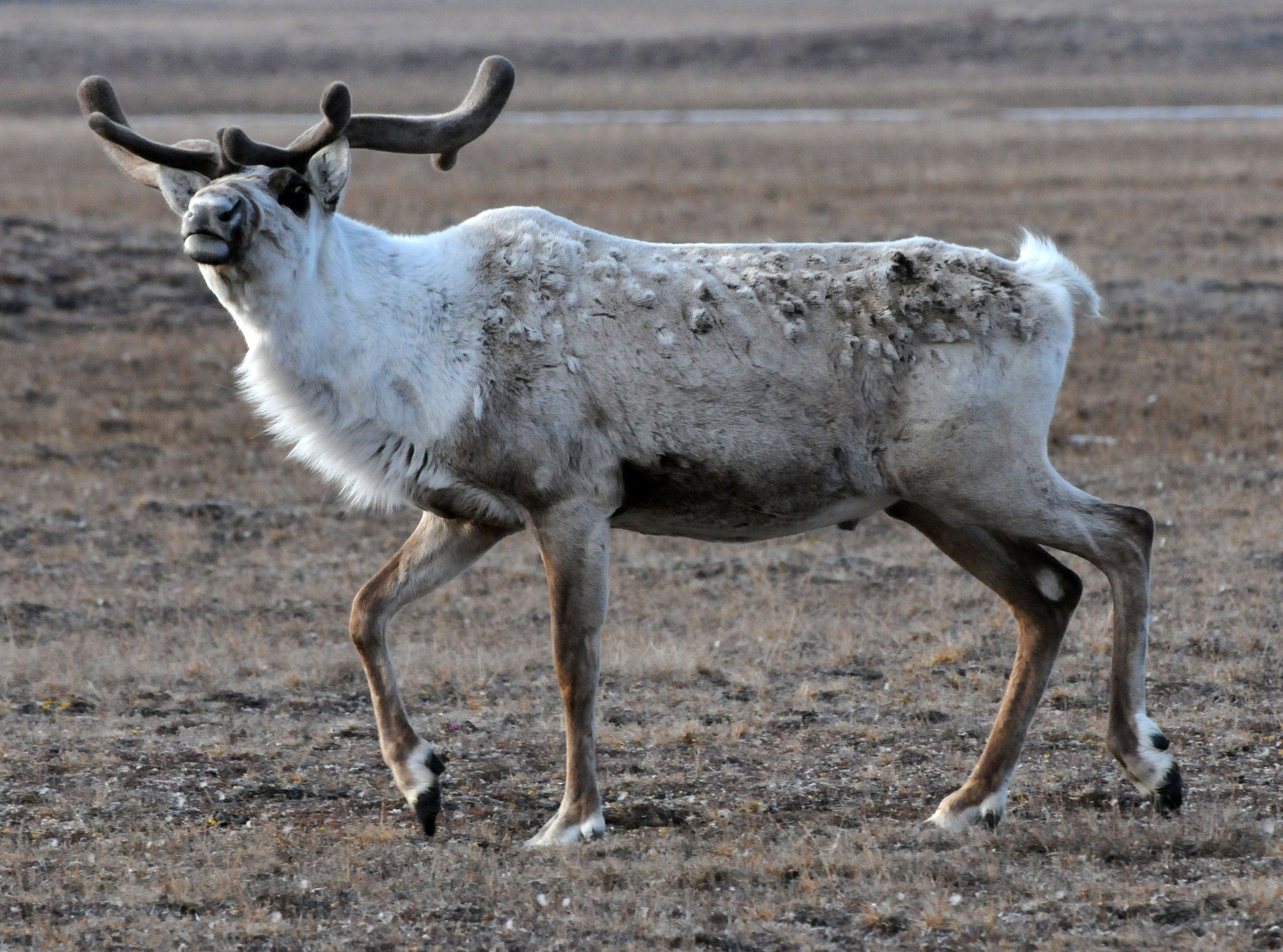 US Plan Protects Arctic Wetlands Corridors for Caribou Birds US Plan Protects Arctic Wetlands Corridors for Caribou Birds