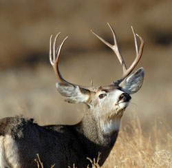 How Scent Control Helps Bowhunters | OutdoorHub