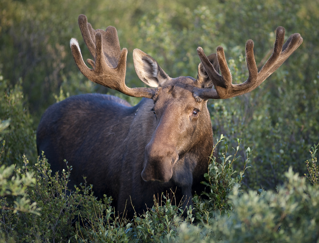 Minnesota Moose Population Declining, Conservationists and Lawmakers to Act OutdoorHub