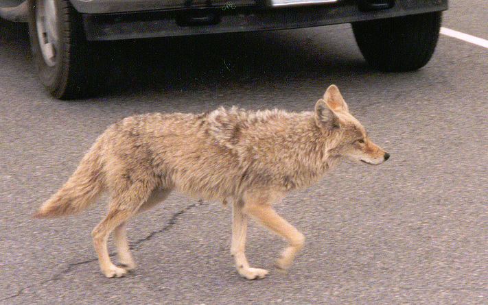 Illinois Homeowner Defends Dogs From Coyotes | OutdoorHub