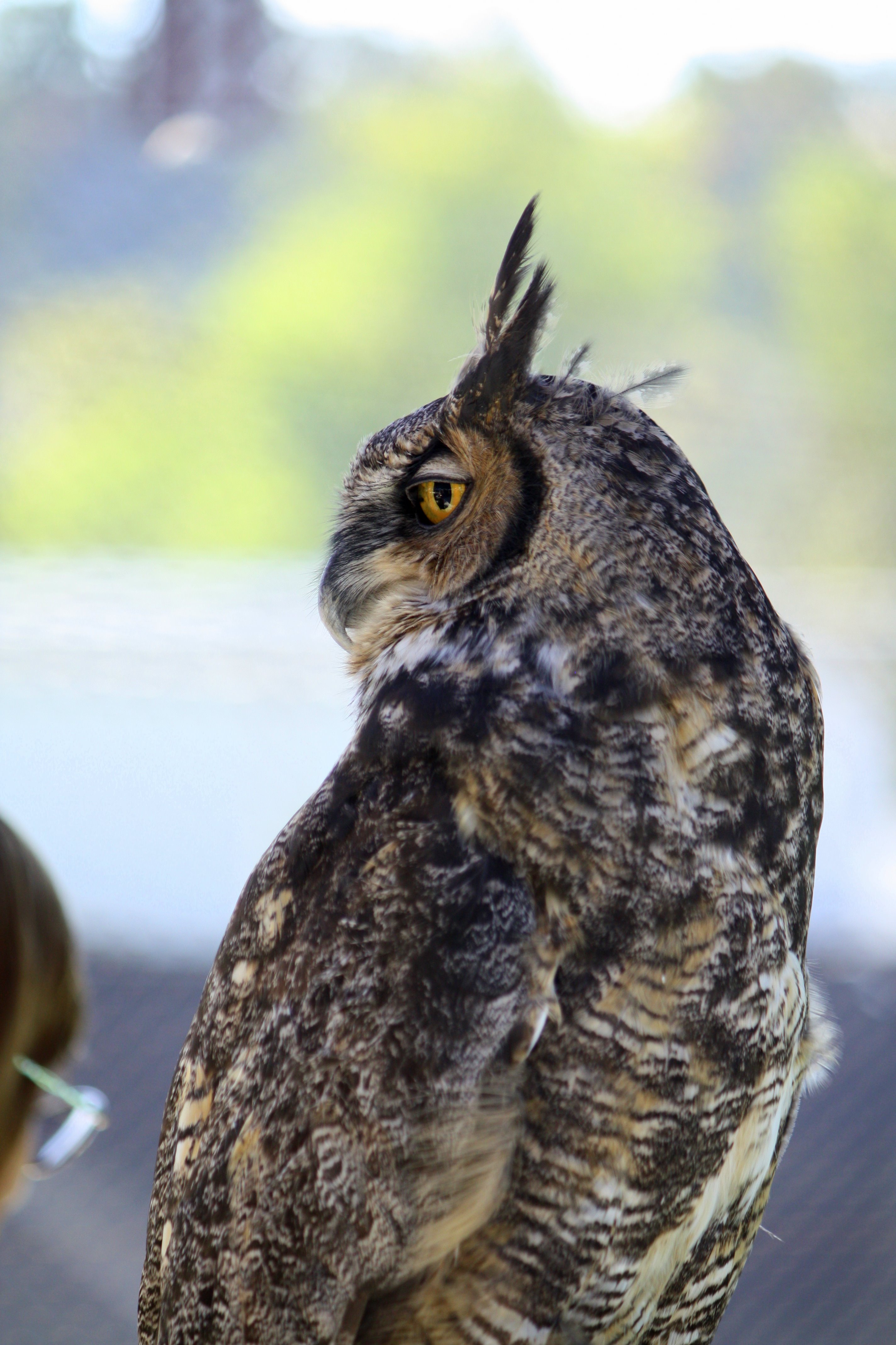 Why Don’t Owls Get Whiplash? Scientists Have Found the Answer | OutdoorHub