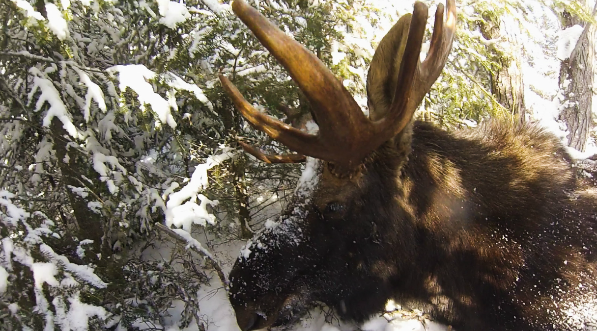 Minnesota Moose Hunting Halted Indefinitely As Population Decline ...