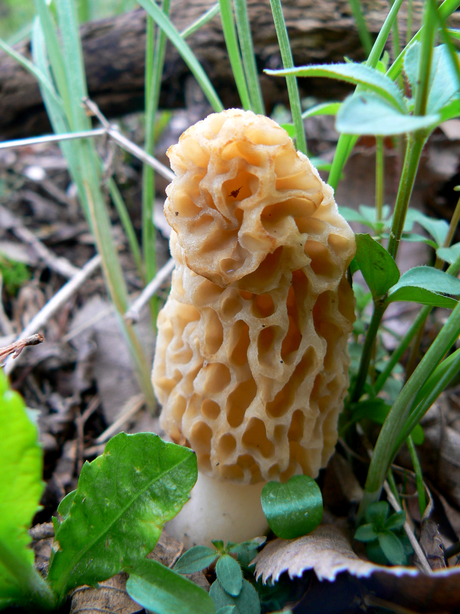 Video Guide To Finding Morel Mushrooms Outdoorhub