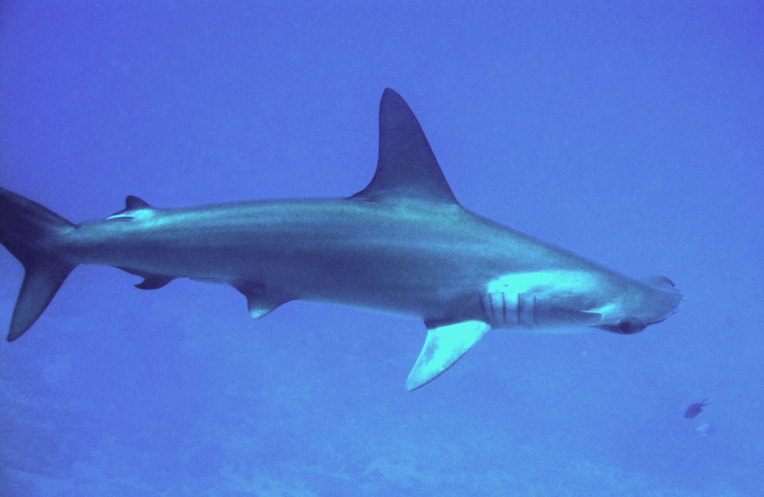 Shark Proposals Adopted at CITES Committee Meeting | OutdoorHub