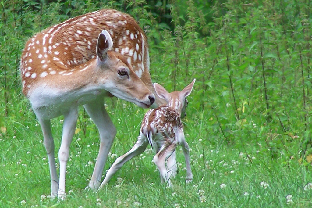 Study Finds Mother Deer Raise Dominant Bucks with Special Care | OutdoorHub