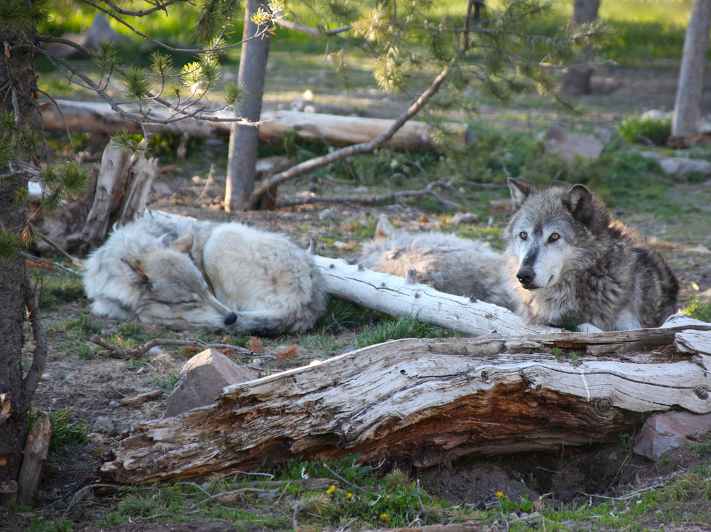 Montana Wolf Season Sees Highest Harvest since Delisting OutdoorHub