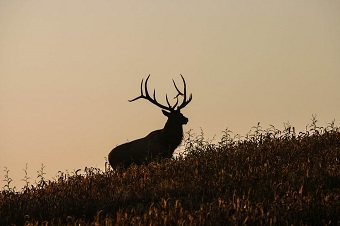 Apply Now for Your Best Chance at a Kentucky Elk Hunt | OutdoorHub