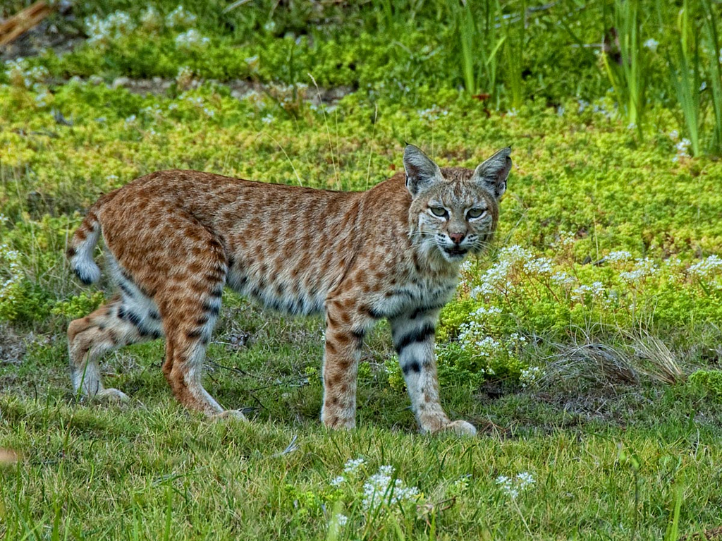 Surprised Hunter’s Turkey Call Brings in Bobcat | OutdoorHub