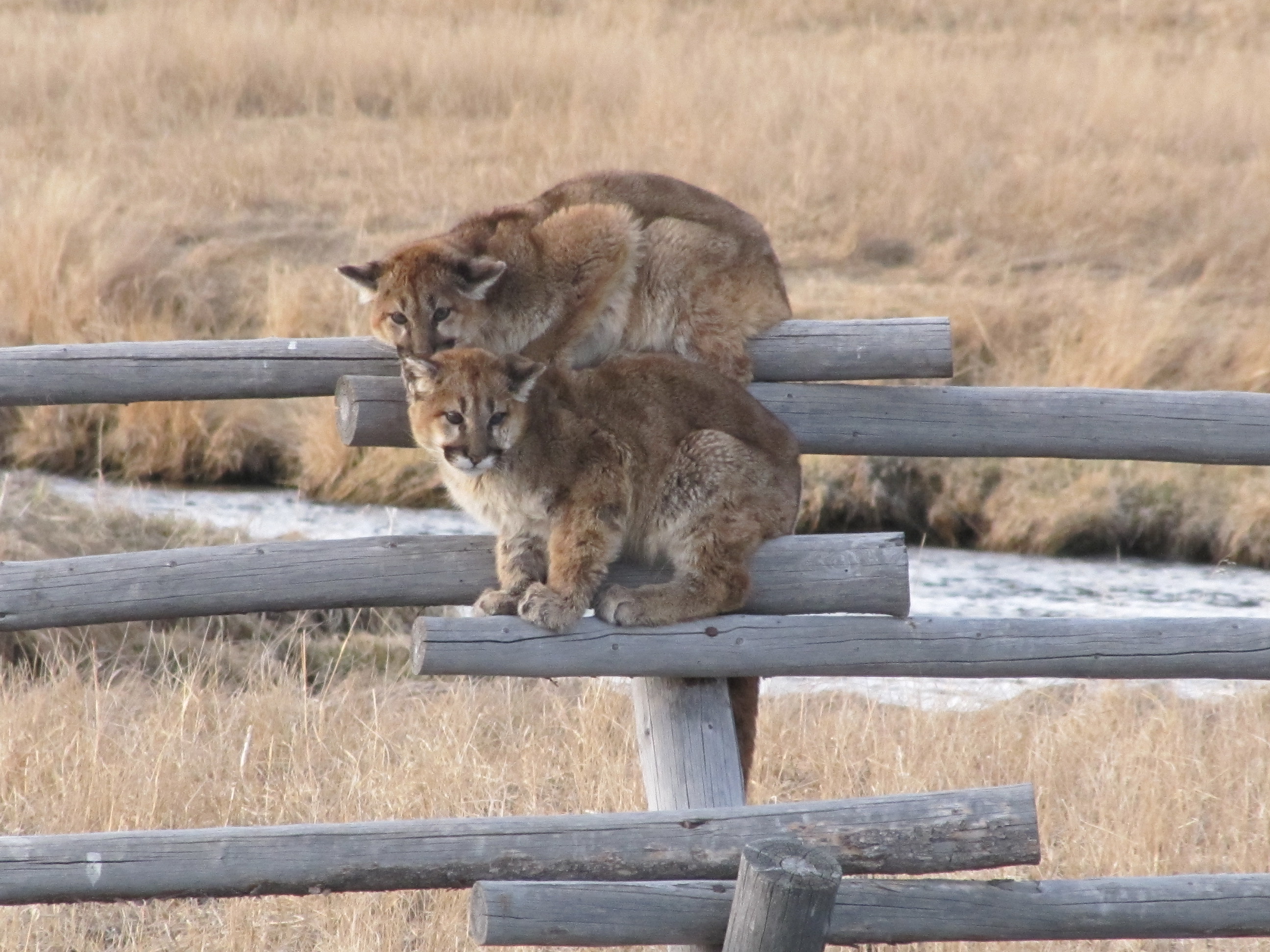 Photos Coyote Pack Stares Down Young Mountain Lions Outdoorhub