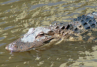 2013 South Carolina Public Alligator Hunting, Special WMA Season ...