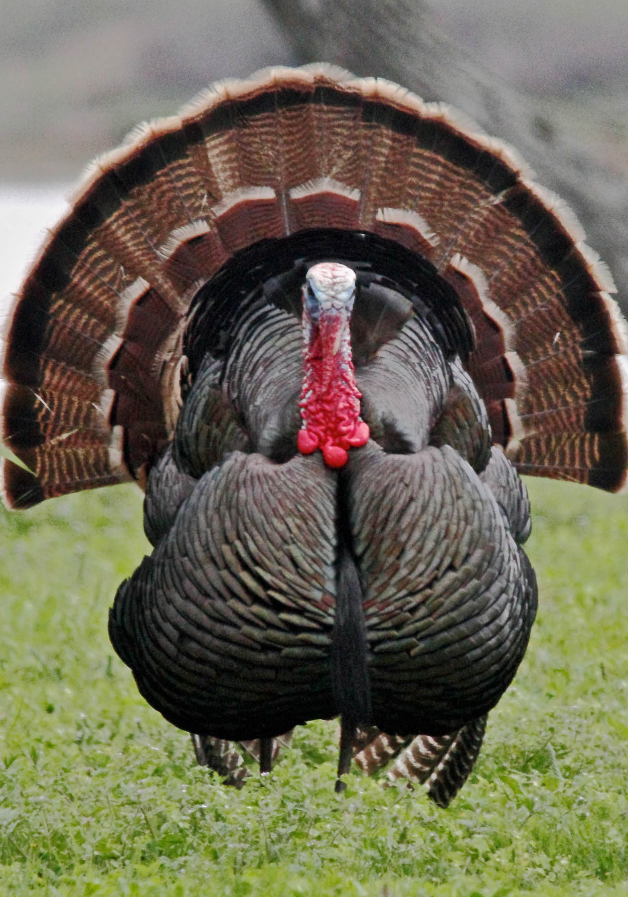 Stalking Rio Grande Turkeys with Parrey Cremeans | OutdoorHub