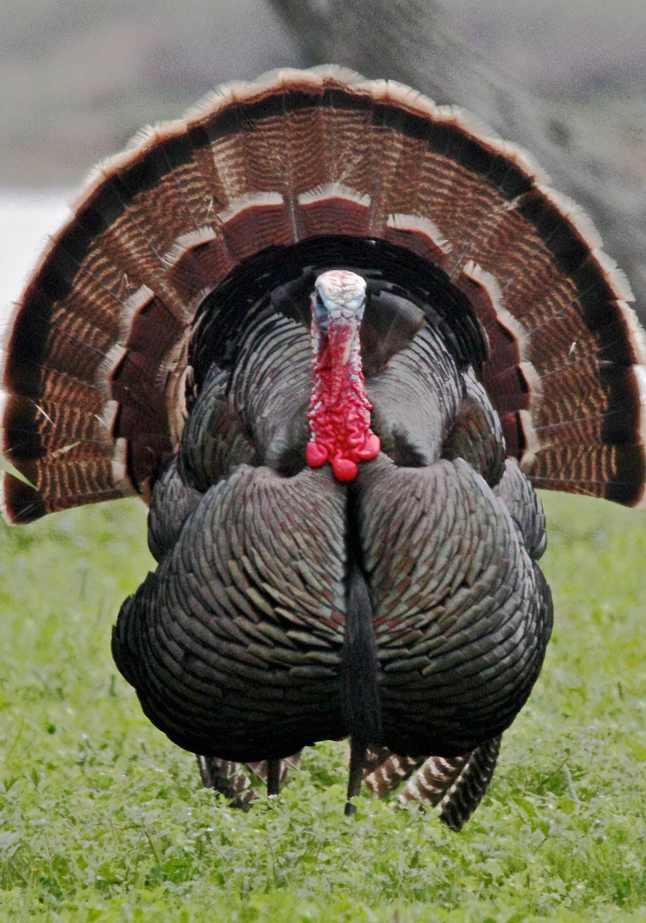 turkey bow shoot turkeys grande rio its shot neck below take step learning than easy