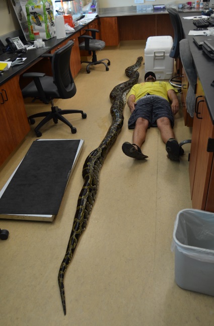 Record-setting Burmese Python Captured in Florida's Miami-Dade County