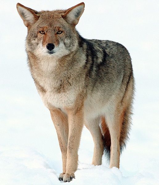 Utah Hunters Turn in 6,000 Coyotes for Bounty Program | OutdoorHub