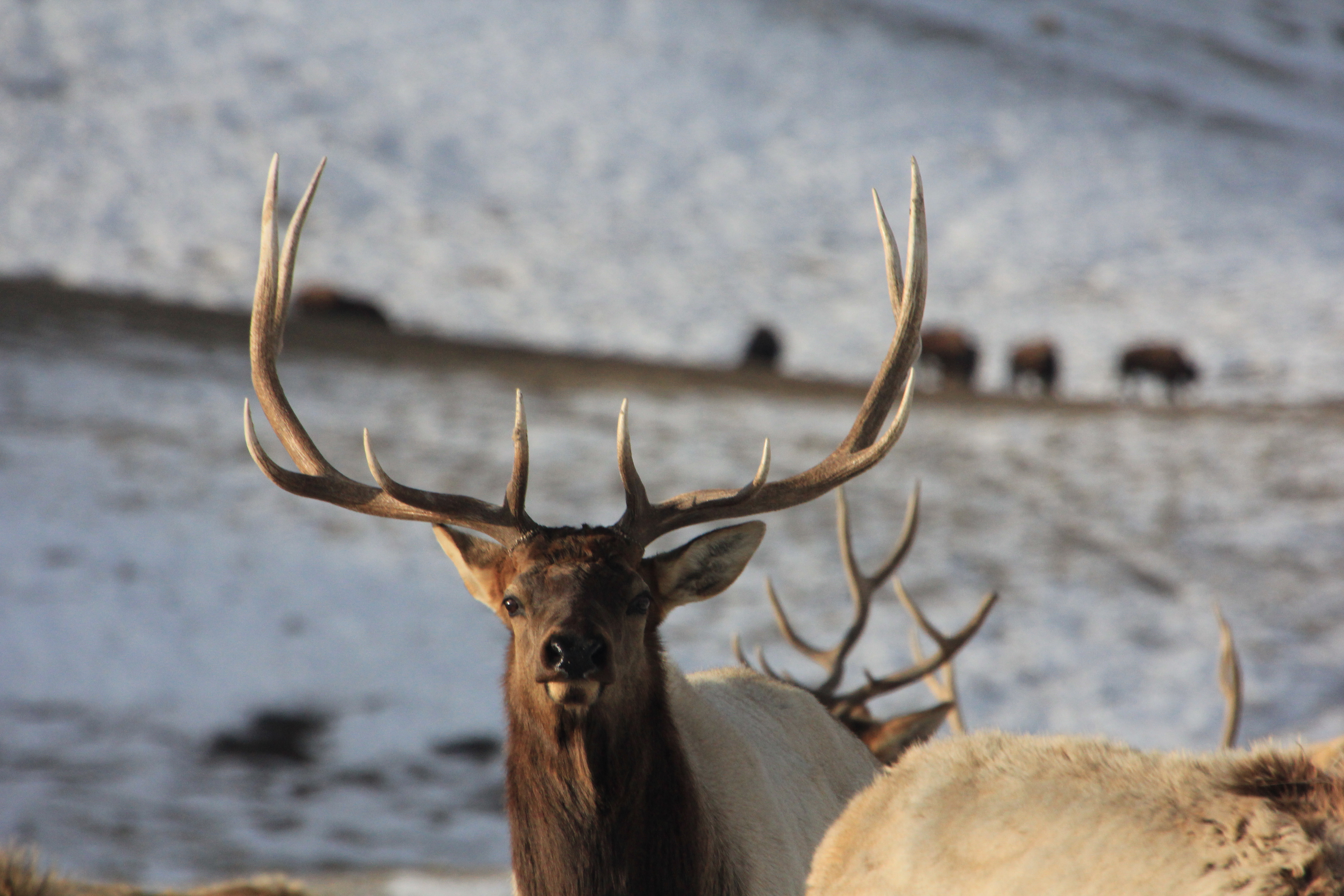 Shed Antler Auction Brings in Record $131,400 for Boy 