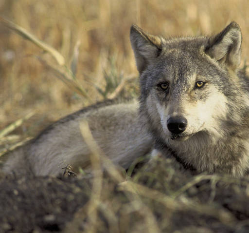 Nationwide Wolf Delisting Postponed Indefinitely | OutdoorHub