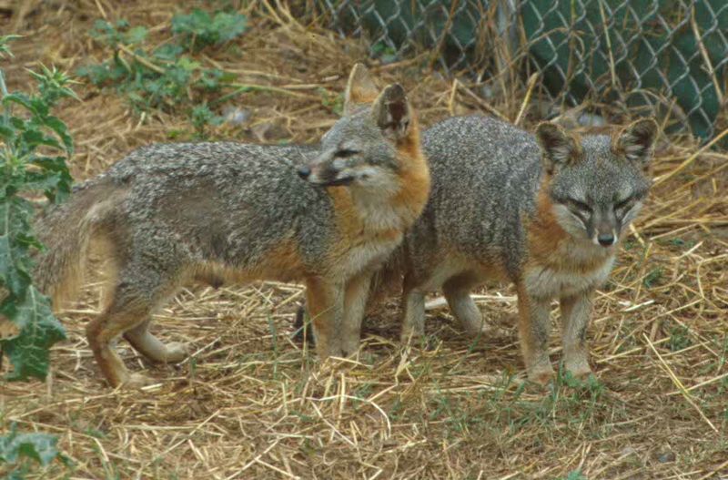 Gray fox - Wikipedia