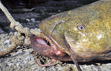 Flathead Catfish Hand - fishing Season Runs June 15 to August 31 in 