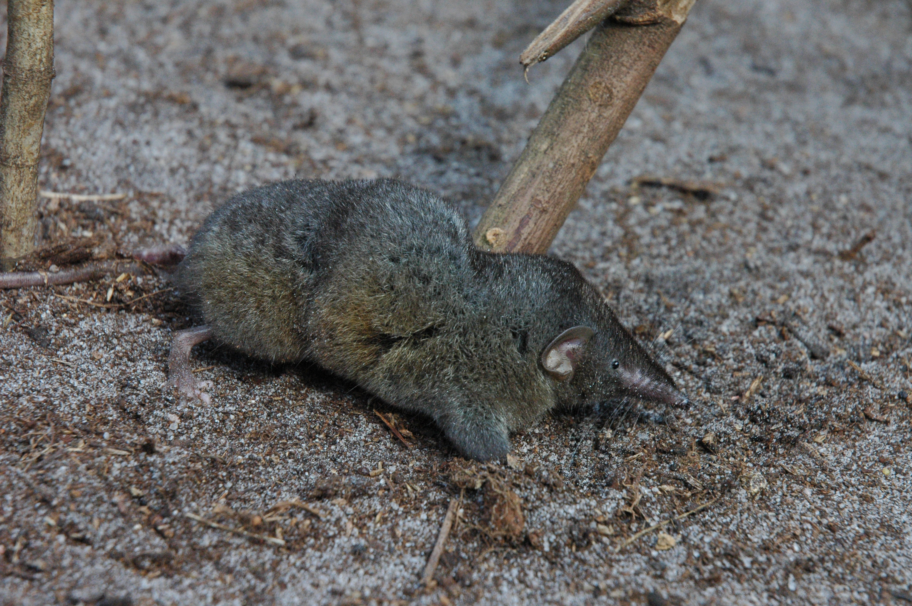 Scientists Discover New "Hero" Shrew Species, Lifts Trees and Logs for