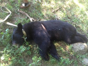 Massachusetts Man Shoots Bear in Backyard | OutdoorHub