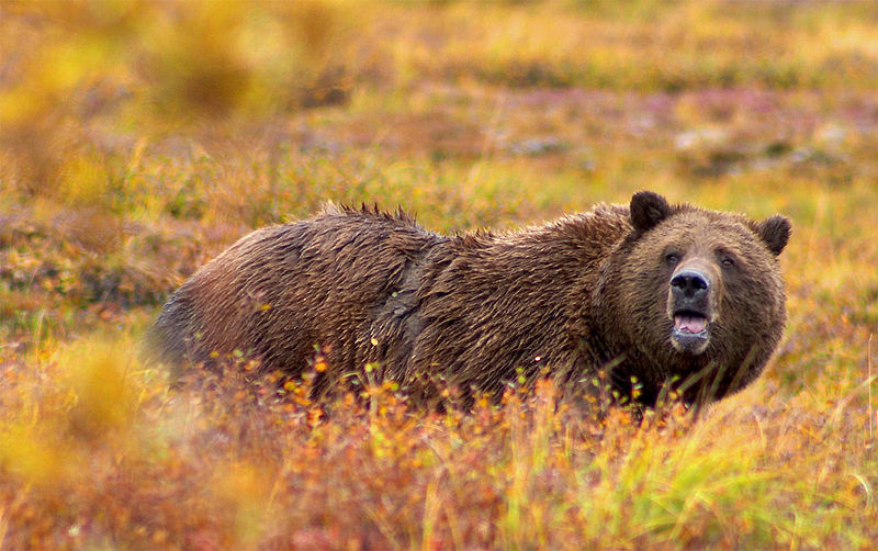 Alaskan Hiker Shoots Charging Bear with AK-74 | OutdoorHub