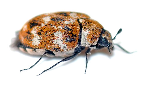 Hobbyist Keeps Colony of Flesh-eating Beetles for Taxidermy | OutdoorHub