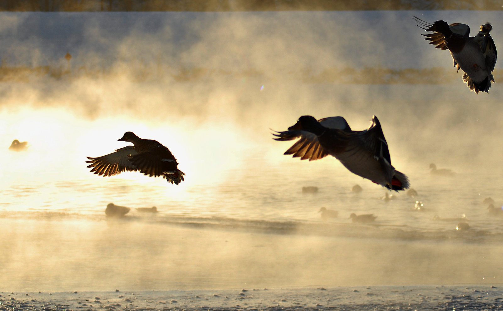 Waterfowl Possession Limits Raised Due to Strong Duck Numbers OutdoorHub