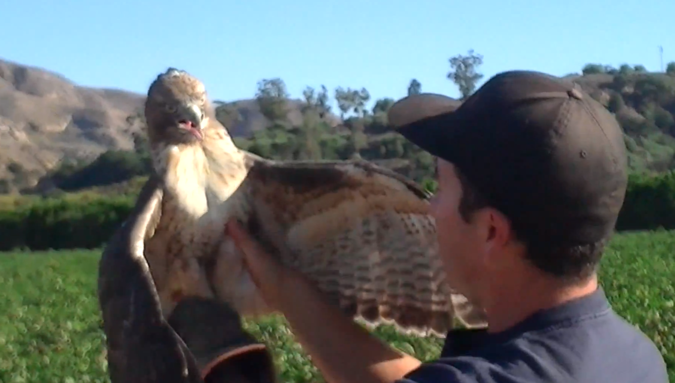 Video: How Hunting Hawks are Caught | OutdoorHub