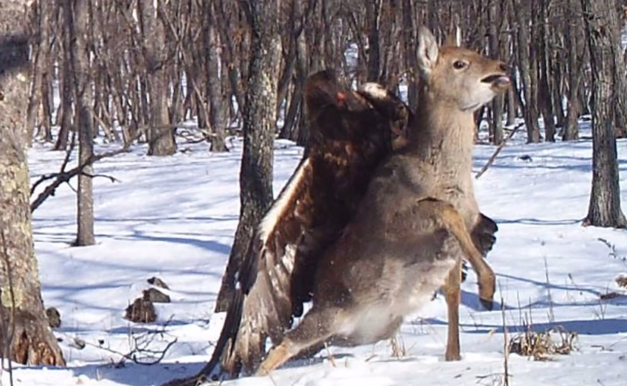 golden eagle attack wolf