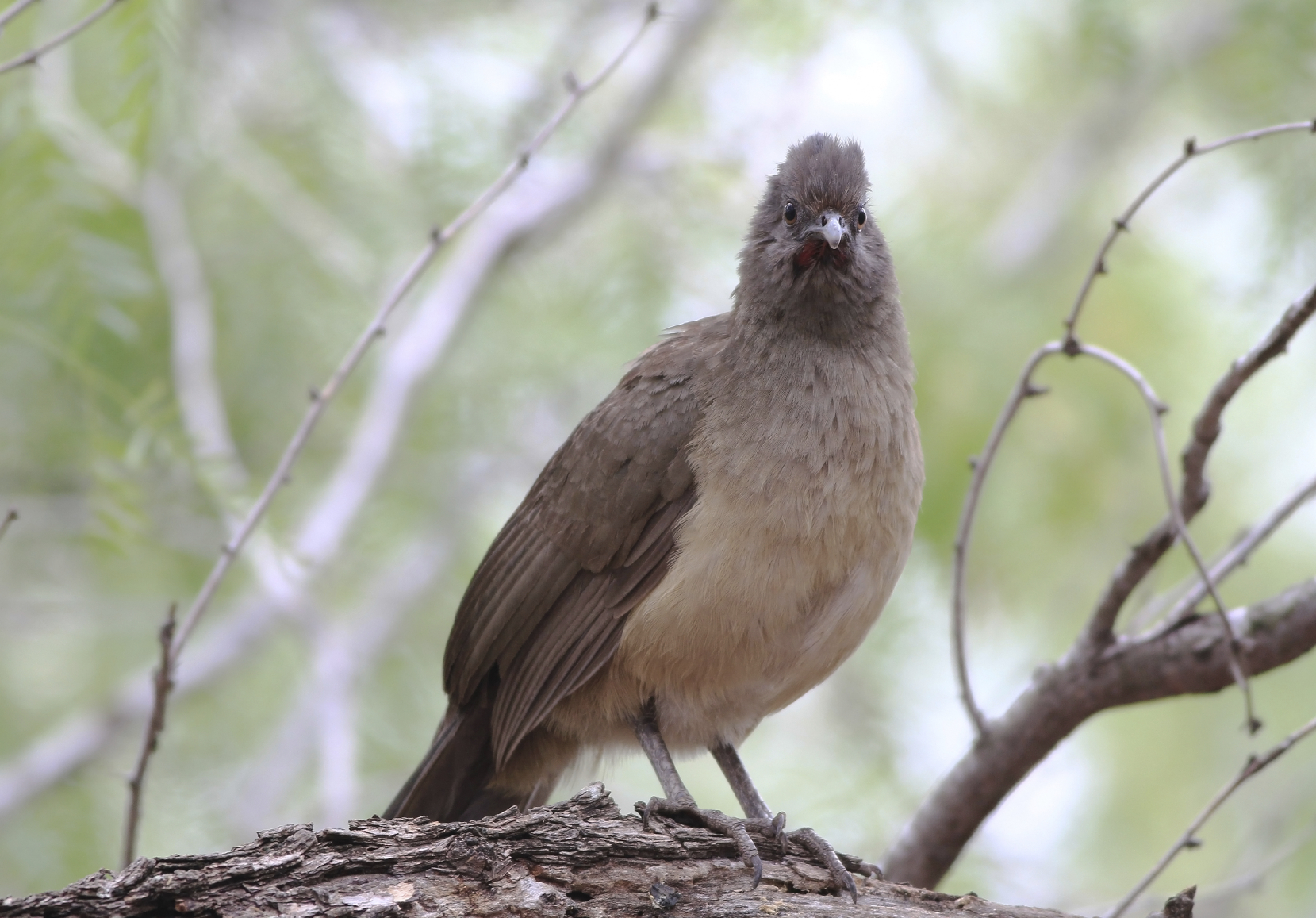 rare-upland-game-birds-the-chachalaca-and-the-himalayan-snowcock