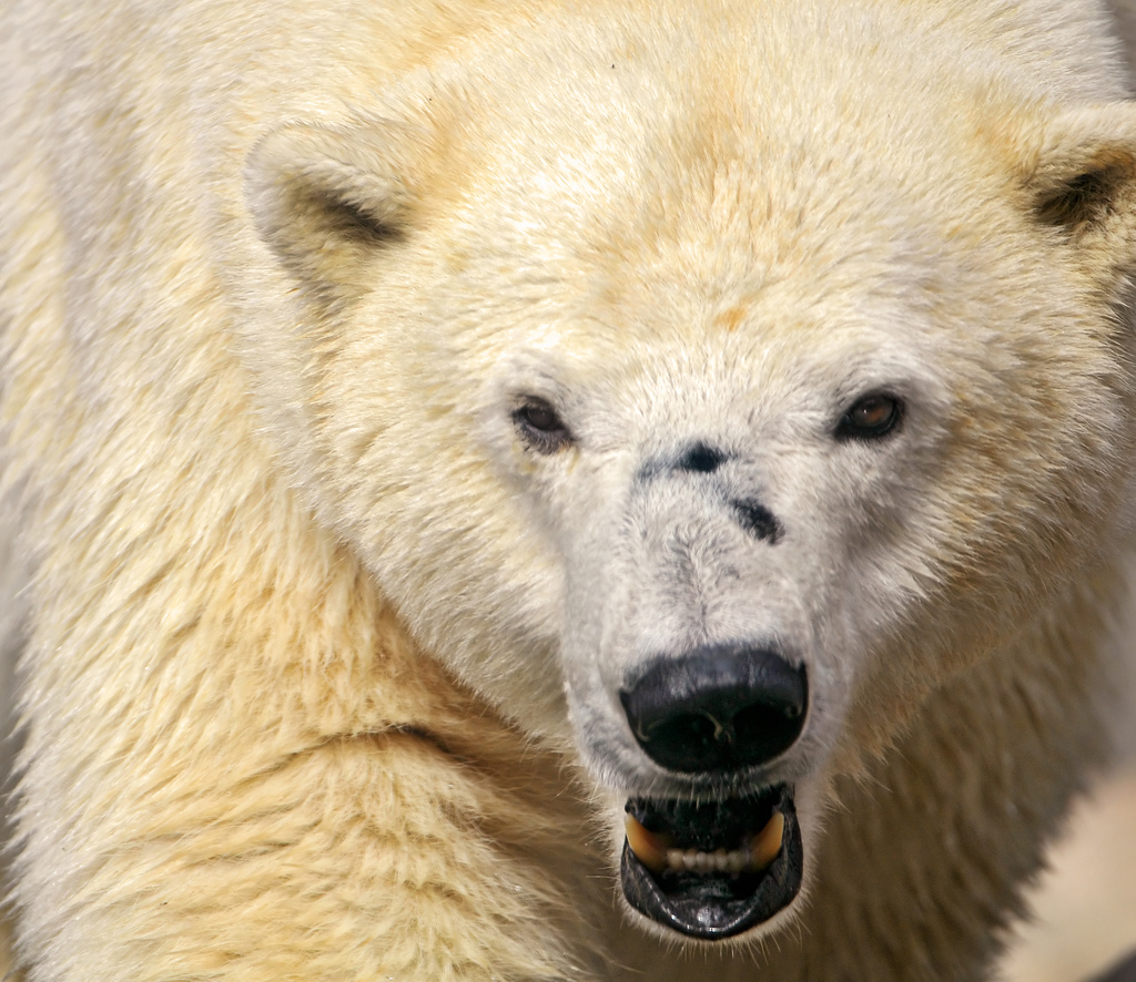 Canadian Man Fends Off Polar Bear with Cell Phone | OutdoorHub