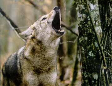 kentucky issues hunt nighttime coyotes outdoorhub regulations coyote hunting