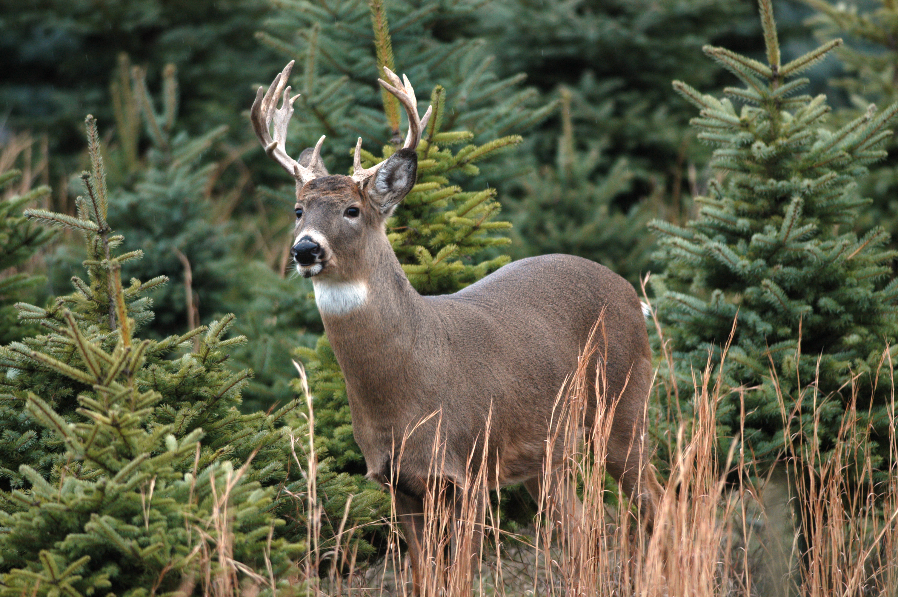 The odds of a motorist hitting a deer in West Virginia are roughly one in 4...