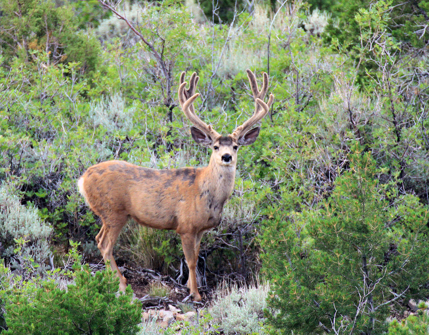 Big Game Hunting Changes to be Discussed November 6 | OutdoorHub