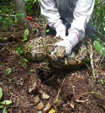 Florida's Python Challenge Won't Return for 2014, Hunting Opportunities ...