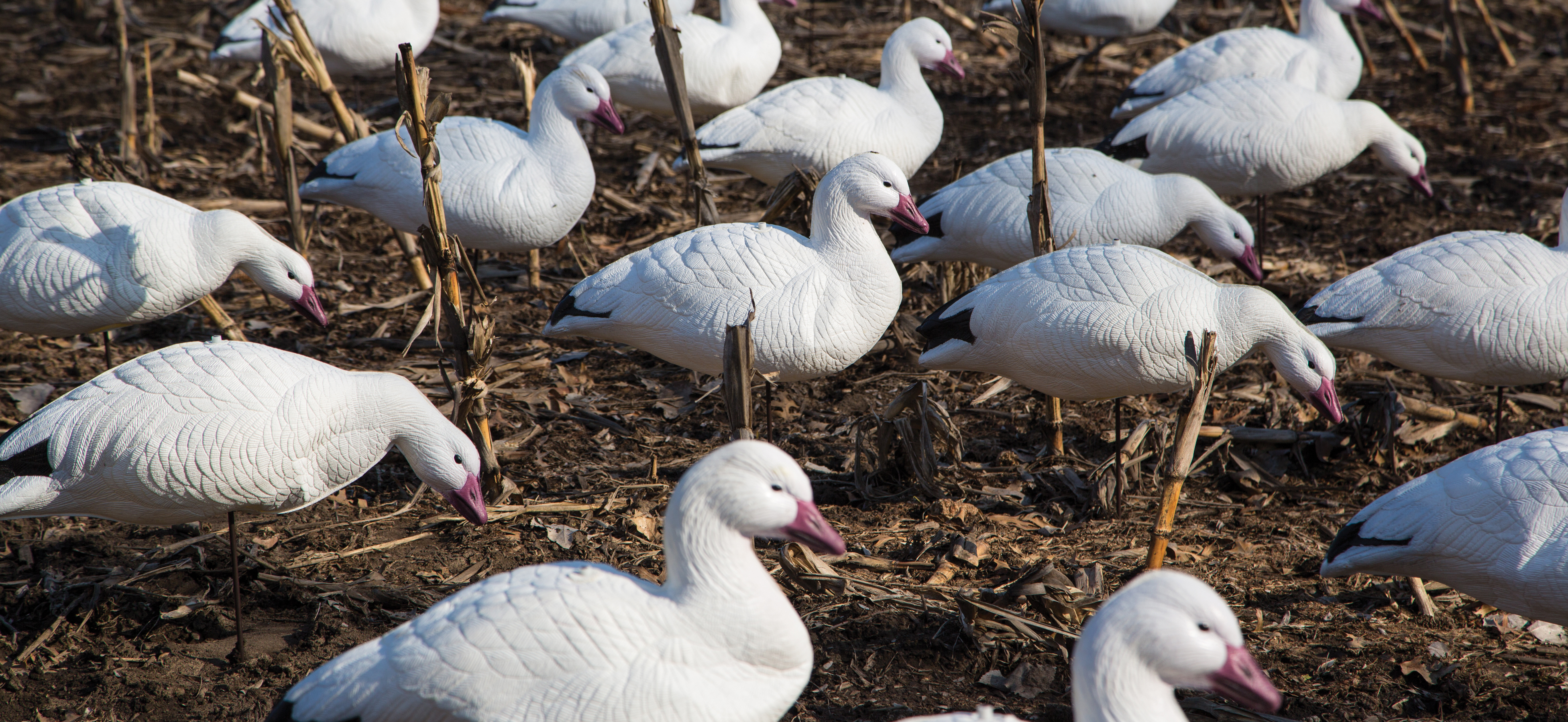 White sales goose brand