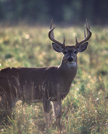 Good Prospects Greet Michigan's Firearm Deer Season Opener | OutdoorHub