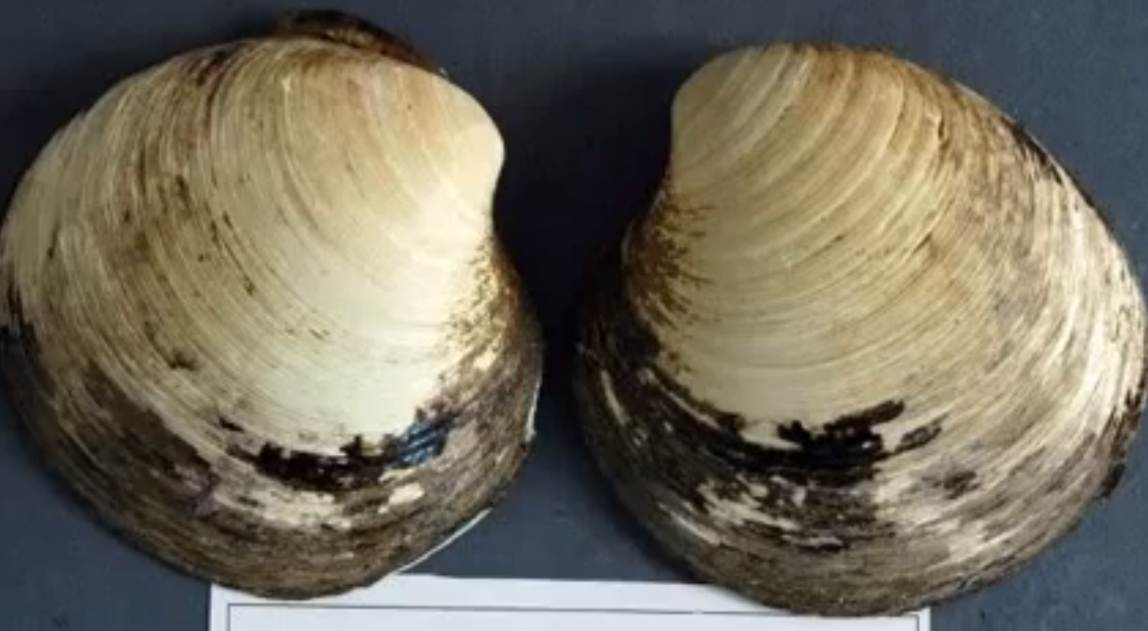 oldest living creature clam ming determined outdoorhub