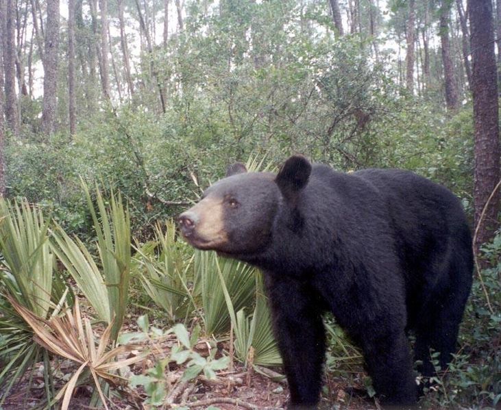 Florida Black Bear Captured Following Worst Bear Attack in State
