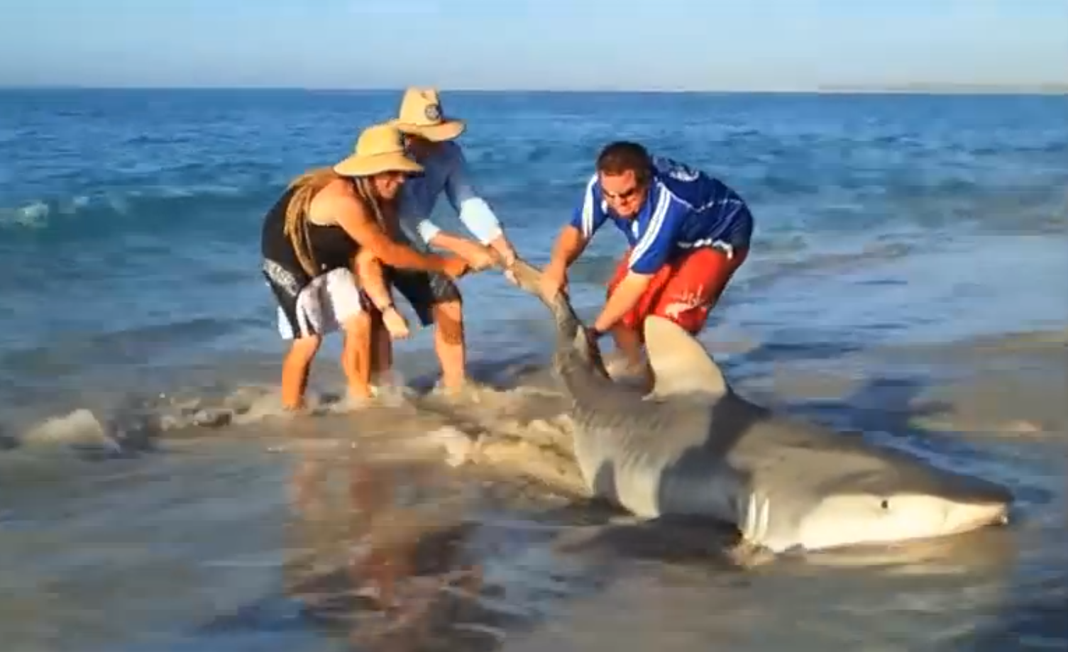 Video: Australian Anglers Accidentally Catch, Release Tiger Shark ...
