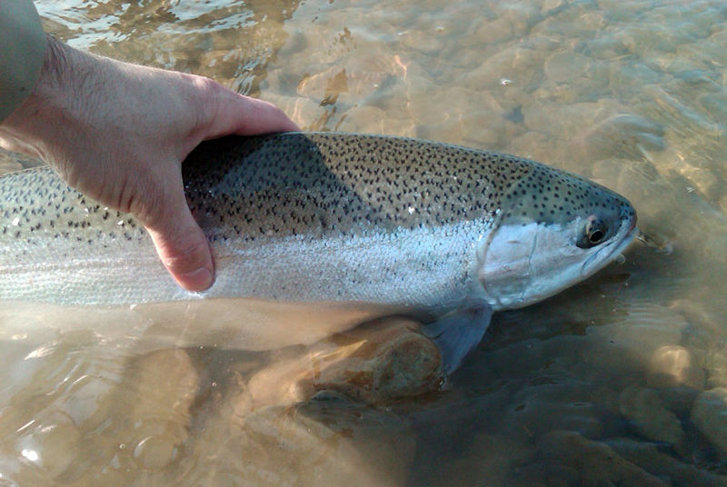 Washington Anglers Call End of Steelhead Stocking a “Blunder” | OutdoorHub